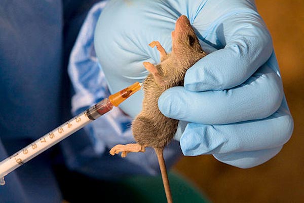 Ondo Records 32 Cases Of Lassa Fever, Two Death In One Week
